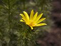 Adonis vernalis-1 Miłek wiosenny